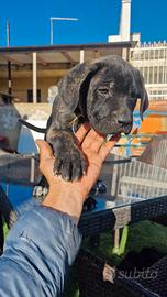 Cuccioli di corso italiano XXL