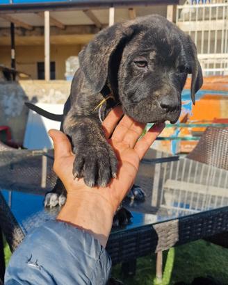 Cuccioli di corso italiano XXL