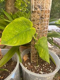 Monstera dubia media