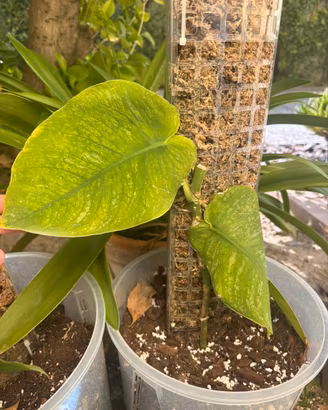 Monstera dubia media
