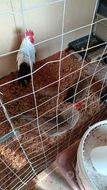Galline italiener