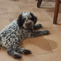 Lagotto Romagnolo