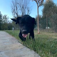 Labrador per monta