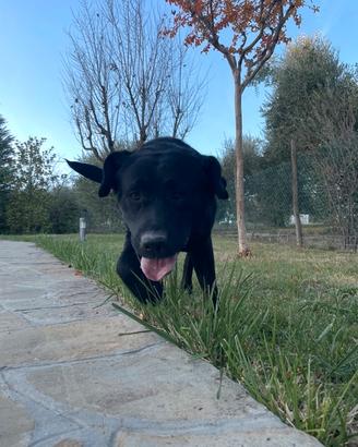 Monta labrador