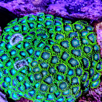 Zoanthus Apple Green