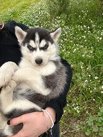 Cucciole Siberian Husky