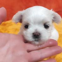 Cuccioli di maltese - con PEDIGREE - taglia picc