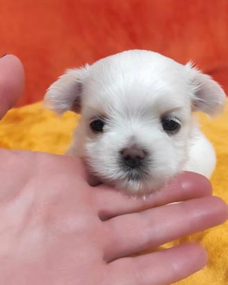 Cuccioli di maltese - con PEDIGREE - taglia picc