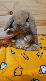 Coniglio minilop ed ariete nano cuccioli