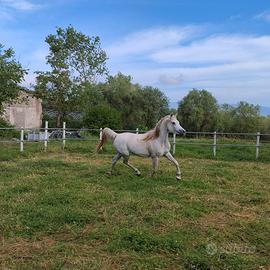 Cavalla Araba