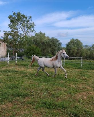 Cavalla Araba