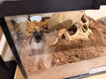 Ragno tarantola grammostola pulchra