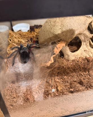 Ragno tarantola grammostola pulchra