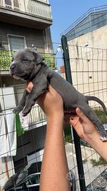 Cuccioli Pitbull originali