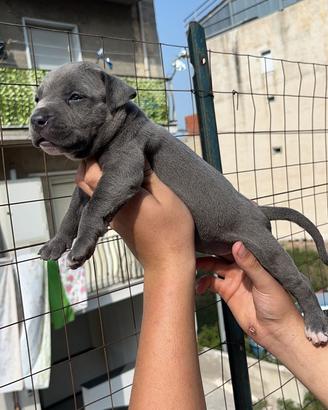 Cuccioli Pitbull originali