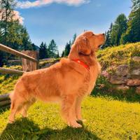 Stallone Golden retriever americano