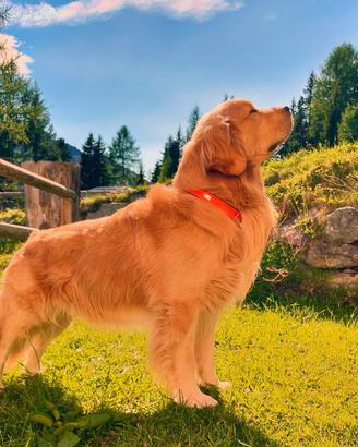 Stallone Golden retriever americano