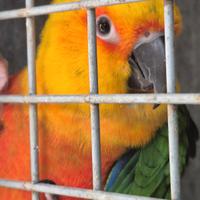 Canuri parrocchetti calopsite