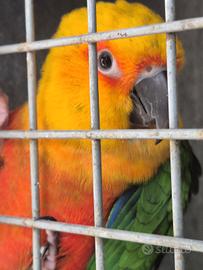 Canuri parrocchetti calopsite