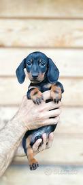Bassotto cuccioli pedigree ENCI
