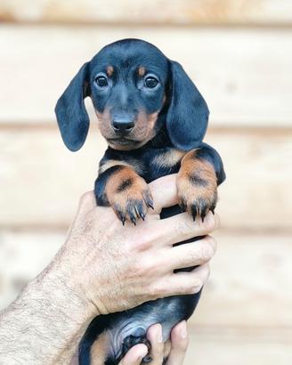 Bassotto cuccioli pedigree ENCI