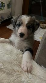 Cuccioli di Border Collie