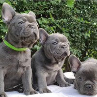 Cuccioli di Bulldog Francese Blu