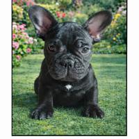 Bulldog francesi con pedigree