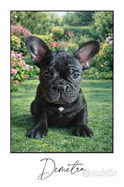 Bulldog francesi con pedigree