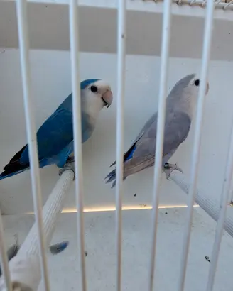 Inseparabili roseicollies