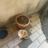 Gatti british short hair