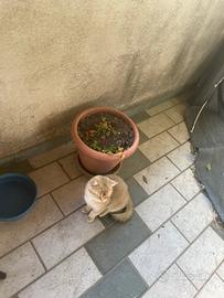 Gatti british short hair