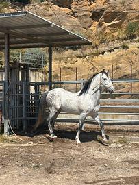 Cavallo andaluso