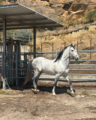 Cavallo andaluso