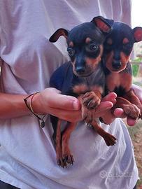 Pinscher maschi di due mesi