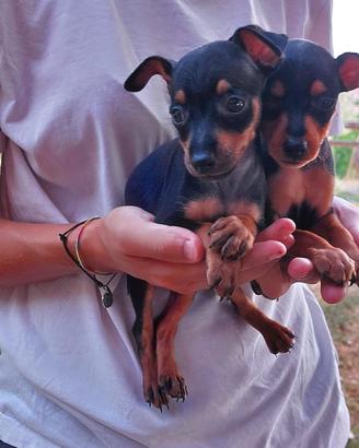 Pinscher maschi di due mesi