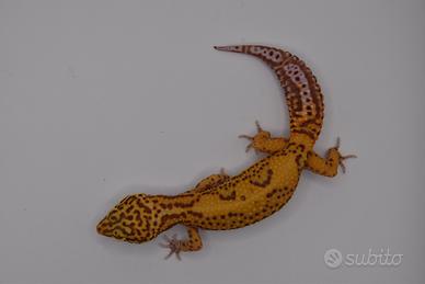 Geco leopardino (Bold stripe Bell) Femmina