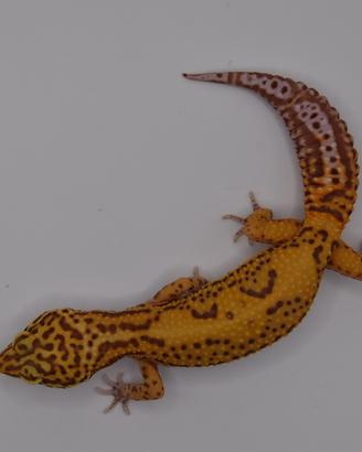 Geco leopardino (Bold stripe Bell) Femmina