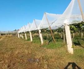 Terreno 1.7 HA kiwi G3