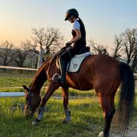 Mezza fida Cavallo Castrone