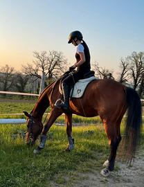 Mezza fida Cavallo Castrone