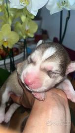 Siberian Husky