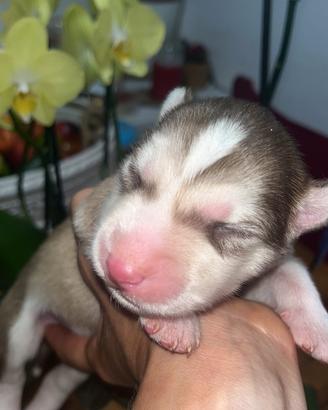 Siberian Husky