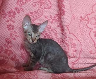 Gattina don sphynx tortie tabby( consegna)