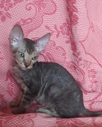 Gattina don sphynx tortie tabby( consegna)
