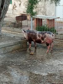 Maiale razza petrain
