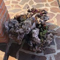 Radice d'ulivo con piante grasse