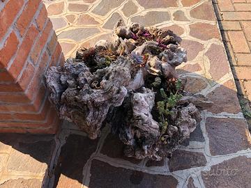 Radice d'ulivo con piante grasse