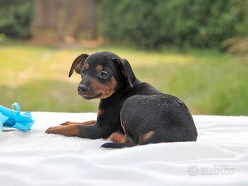 Cucciolo di Pinscher