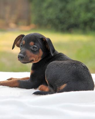 Cucciolo di Pinscher